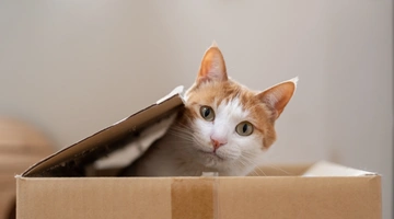 Γάτα παίζει σε κουτί στο σπίτι