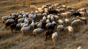 Πρόβατα σε βοσκοτόπι