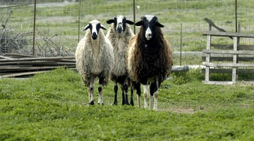 Στιγμιότυπο από πρόβατα