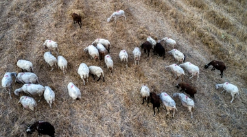 Κοπάδι από αιγοπρόβατα
