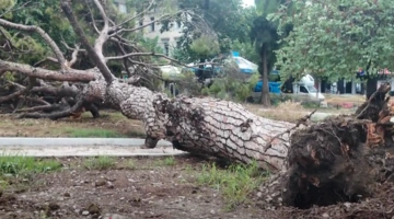 Πτώση δέντρου στην Πάτρα
