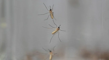 Κουνούπια εν μέσω απεντόμωσης