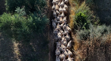 προβατα-κοπαδι-ευλογια