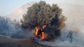 φωτιά Κερατέα