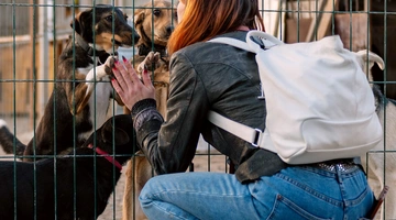 αδέσποτα ζώα