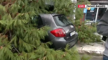 δέντρο Παλαιό Φάληρο