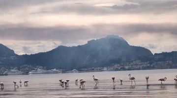 φλαμινγκο-ναύπλιο