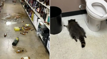 Μεθυσμένο Ρακούν