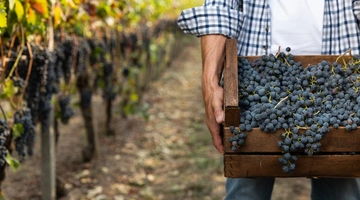 Οινοπαραγωγός