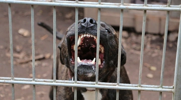 Σκύλος πίτμπουλ