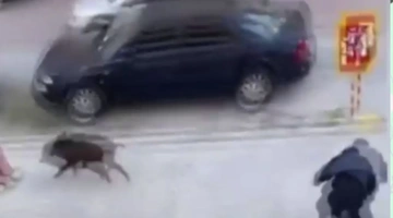 Αγριογούρουνο στην Θεσσαλονίκη