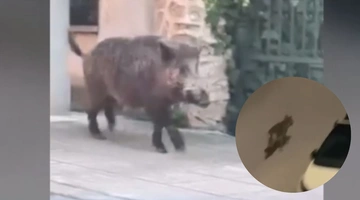 Αγριογούρουνο και λύκος στο Χαϊδάρι 