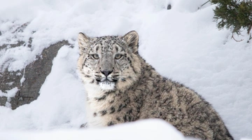Λεοπάρδαλη του χιονιού
