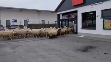 Τα πρόβατα εισβάλλουν στο σούπερ μάρκετ
