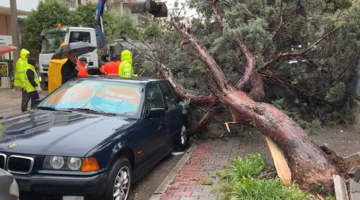 Πτώση δέντρου