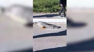 Φώκια εντοπίστηκε να κάνει περίπατο στη Φθιώτιδα