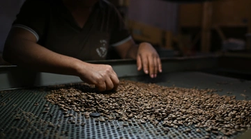 Εργάτρια ταξινομεί κόκκους καφέ σε φυτεία σε αγροτική περιοχή στην Μπραζίλια της Βραζιλίας