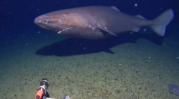 Καρχαρίας στην Ανταρκτική