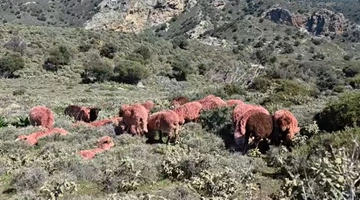Τα κόκκινα πρόβατα του βοσκού από την Κρήτη