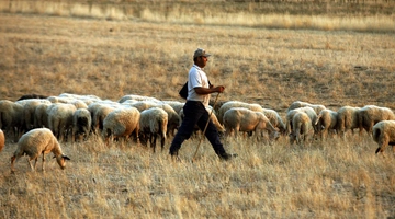 Κτηνοτρόφος