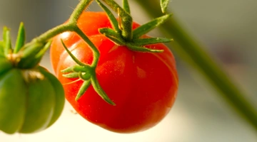 ντοματάκι-Σαντορίνης