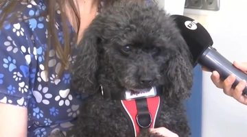 Η Άριελ, ο σκύλος που «εργάζεται» σε οδοντιατρείο στη Θεσσαλονίκη