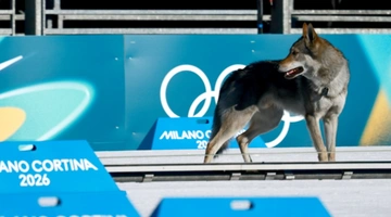 Σκύλος εισέβαλε στους Χειμερινούς Ολυμπιακούς Αγώνες