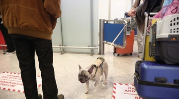 Κατοικίδια - αεροδρόμιο