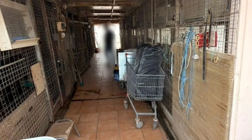 πολυκατοικια-αμπελοκηποι-ζωα