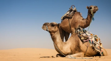 Καμήλες