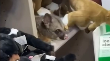 Οπόσουμ τρύπωσε σε κατάστημα δώρων στην Τασμανία