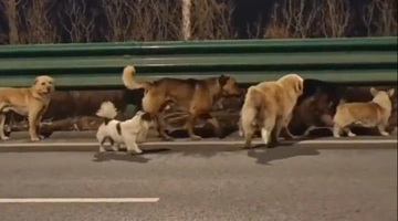 σκυλιά-Κίνα