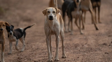 σκυλοι επιθεση πιερια
