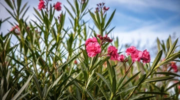 πικροδάφνη