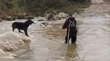 Διάσωση-σκύλου
