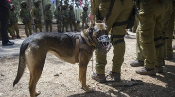 Εκπαιδευμένος σκύλος του ισραηλινού στρατού