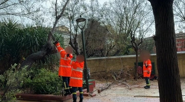κακοκαιρια-πτωση-δεντρου