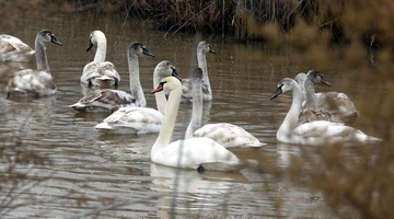 κυκνοι γριπη πτηνων καστορια