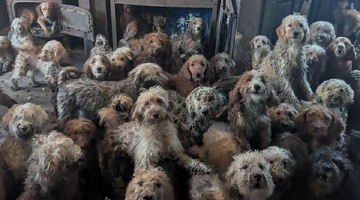 σκυλοι βρετανια φιλοζωικη