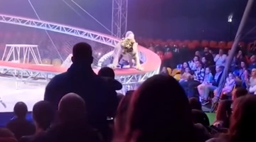 τιγρη ρωσια τσιρκο