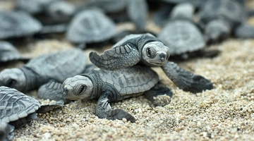 Νεογέννητες χελώνες