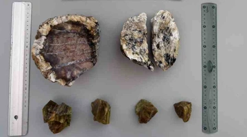 apolithomeno_dasos