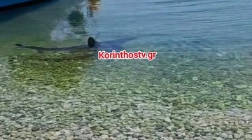 καρχαρίας