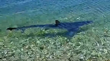 Καρχαρίας στις Κεχριές