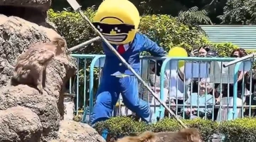 Άγνωστος εισβάλει στο περιβάλλον του Punch