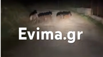 Αγριογούρουνα στην Εύβοια