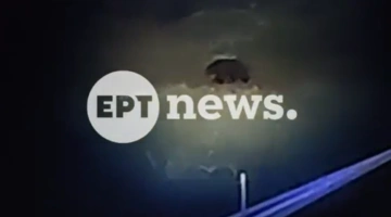 Αρκούδα σε αυλή σπιτιού
