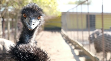 emu