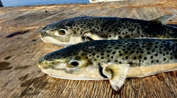 Λαγοκέφαλος