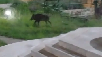 Αγριογούρουνα